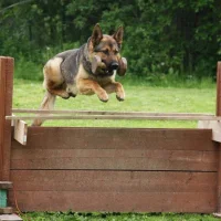 Профессиональная школа дрессировки собак Akita Dog School Фото 2 на проекте Chelny.vetspravka.ru Профессиональная школа дрессировки собак Akita Dog School Фото 2 на проекте Chelny.vetspravka.ru